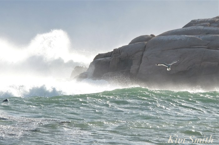 brace-rock-seagull-copyright-kim-smith