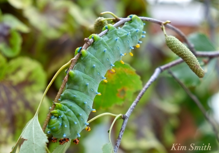 cecropia-moth-caterpillar-copyright-kim-smith