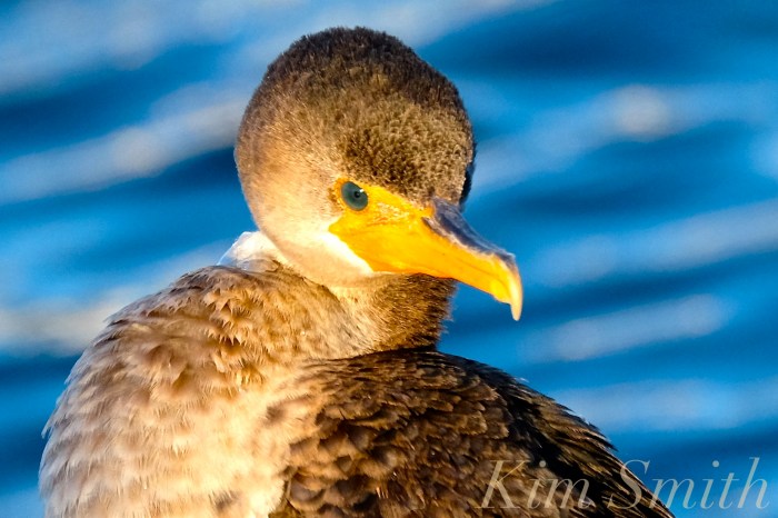 double-crested-cormorant-rockport-harbor-massachusetts-2-copyright-kim-smith