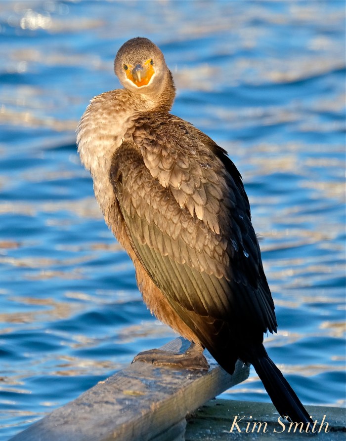 double-crested-cormorant-rockport-harbor-massachusetts-3-copyright-kim-smith