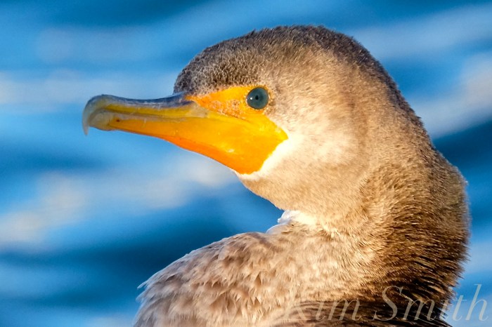 double-crested-cormorant-rockport-harbor-massachusetts-closeup-eye-copyright-kim-smith