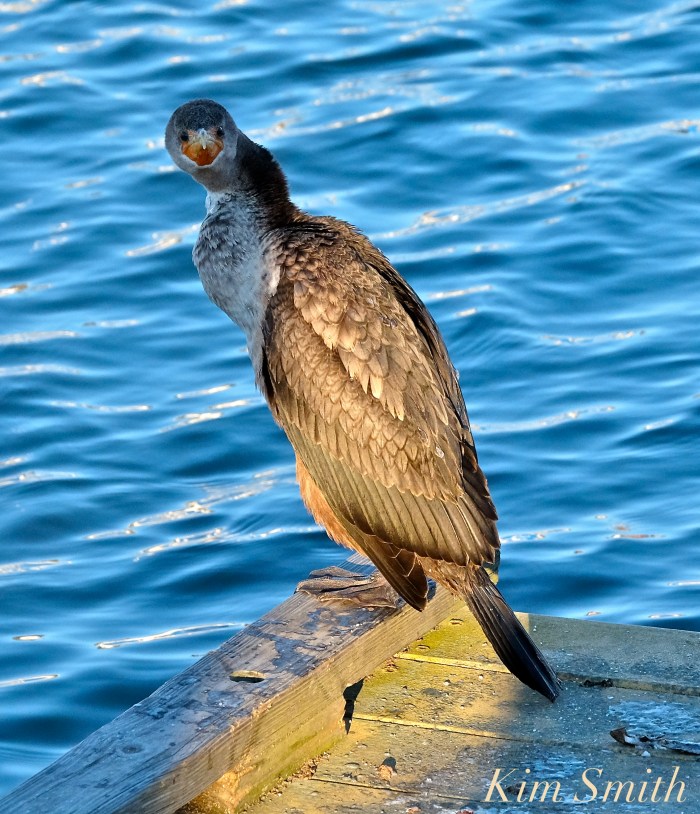 double-crested-cormorant-rockport-harbor-massachusetts-copyright-kim-smith