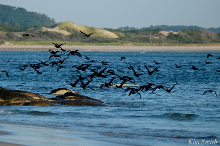 double-crested-cormorants-massing-essex-river-1-copyright-kim-smith