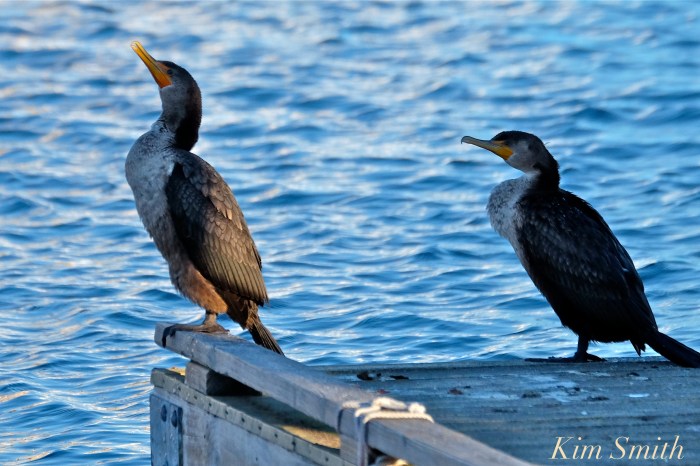 doublec-crested-cormorants-rockport-harbor