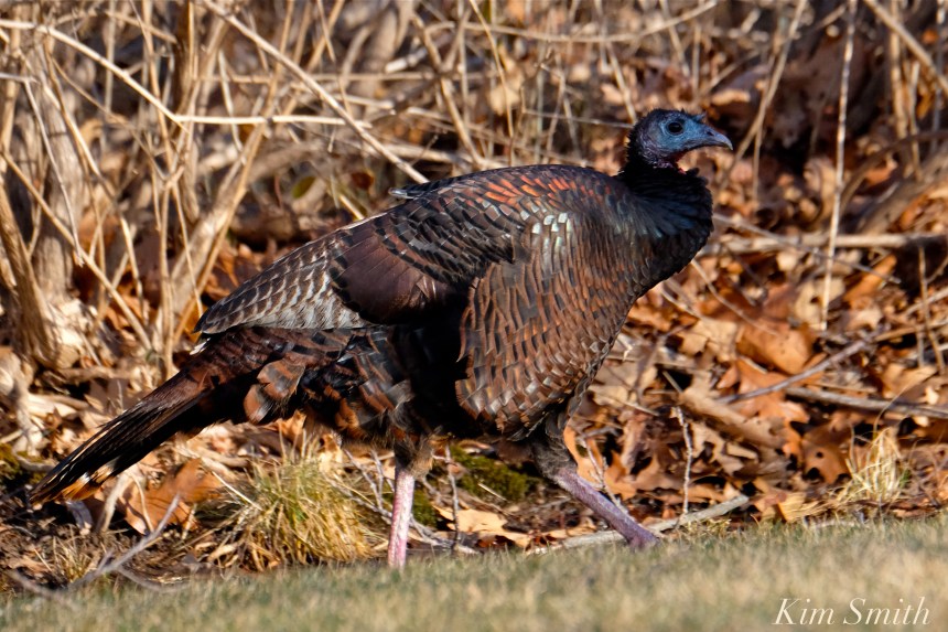 eastern-wild-yurkey-copyright-kim-smith