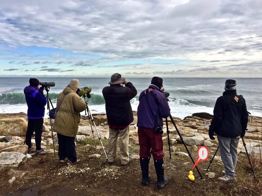 Bufflehead CommonEider Harlequin BlackScoter check check check check.