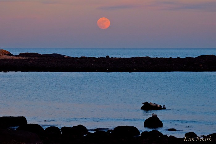 full-moon-wolf-moon-brace-cove-gloucester-seals-cape-ann-copyright-kim-smith