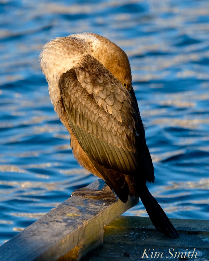 Double-crested cormorant-juvenile-sleeping-rockport-harbor-copyright-kim-smith