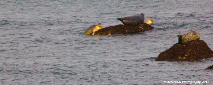 january-12-2017-hanging-out