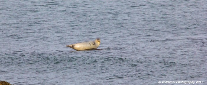 january-12-2017-hello