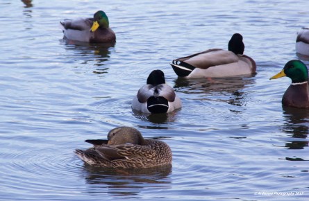 january-16-2017-hanging-on-the-essex-river