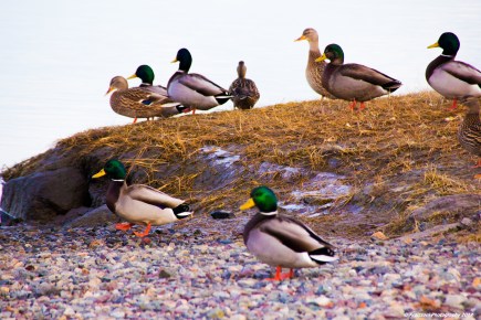 january-16-2017-waiting-for-a-swim