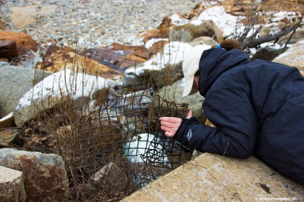 january-7-2016-our-ms-melissa-cox-cleaning-out-the-storm-drain-on-the-back-shore