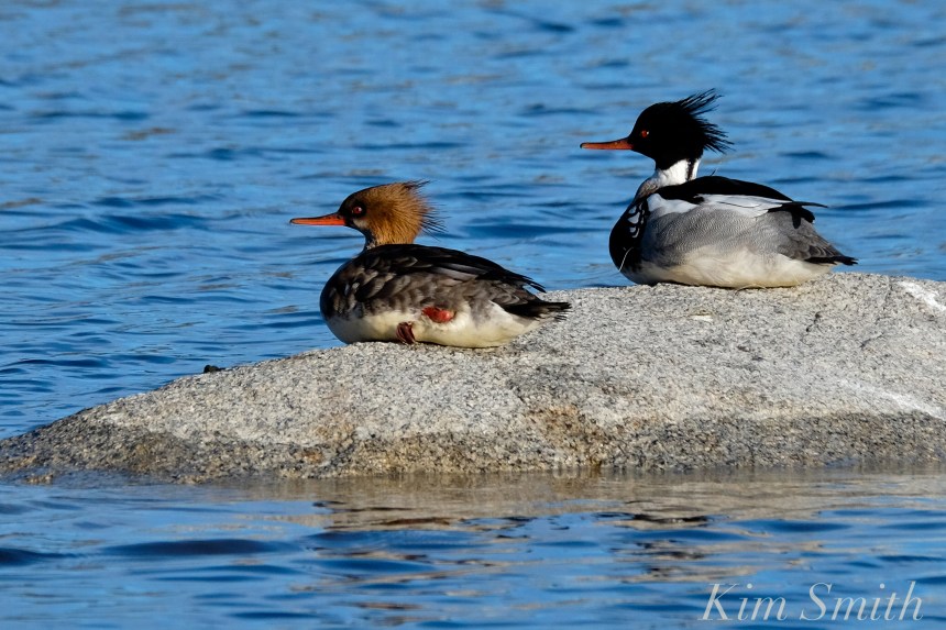 male-and-female-red-breasted-mergansers-copyright-kim-smith
