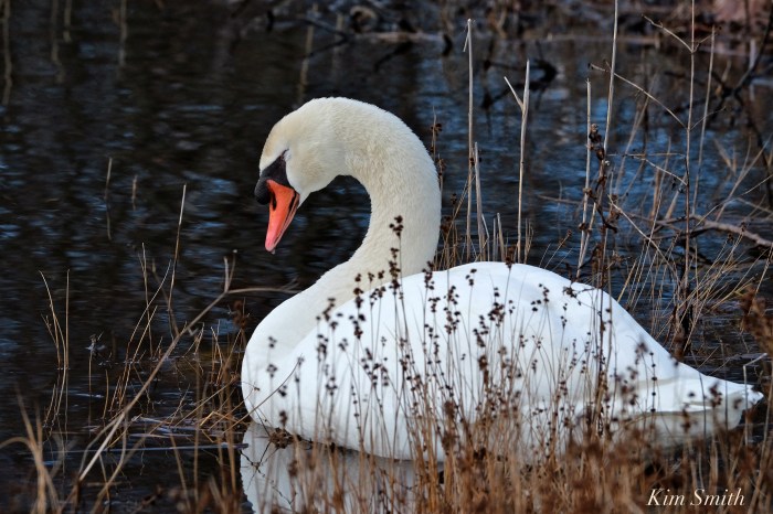 mr-swan-sleeping-2-copyright-kim-smith
