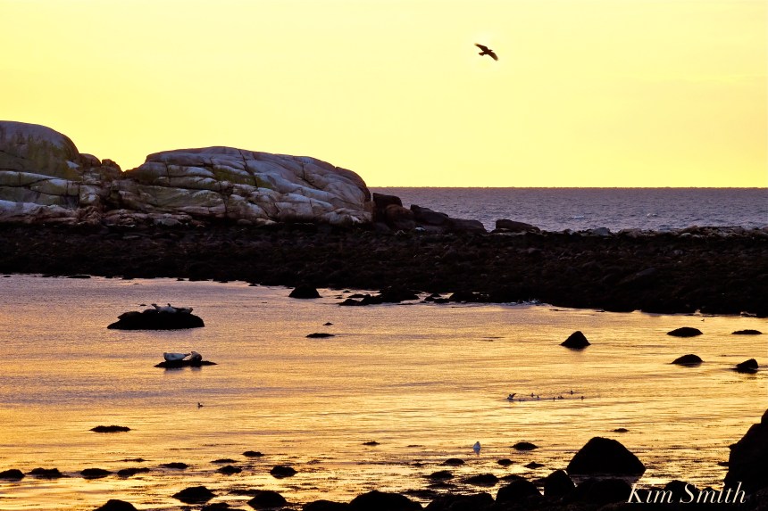 new-years-day-sunrise-eastern-point-gloucester-2017-brace-cove-21-copyright-kim-smith
