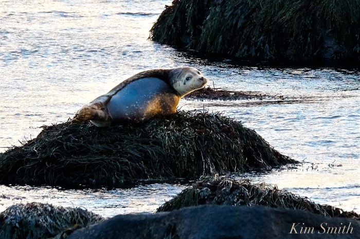 new-years-day-sunrise-eastern-point-gloucester-2017-brace-cove-seal-1-copyright-kim-smith