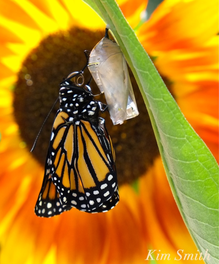 newly-emerged-monarch-butterfly-copyright-kim-smith-jpg