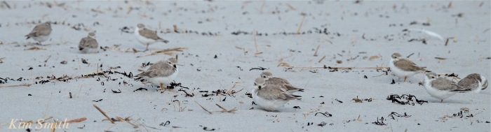 nine-piping-plovers-napping-gloucester-copyright-kim-smith