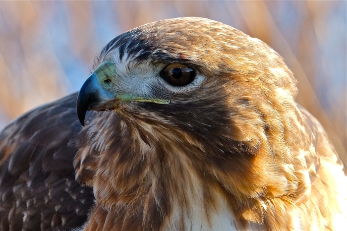 red-tailed-hawk-gloucester-massachusetts-copyright-kim-smith