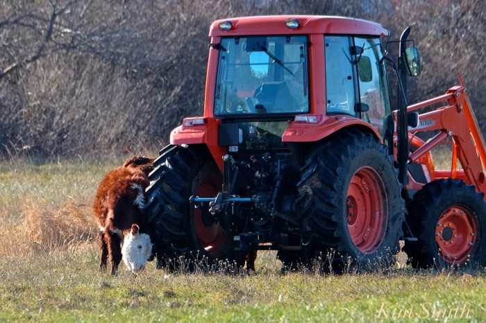 seaview-farm-tractor-and-cow-copyright-kim-smith