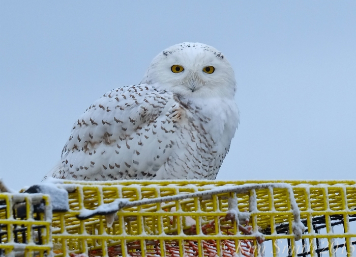snowy-owl-gloucester-massachusetts-c2a9kim-smith-2015