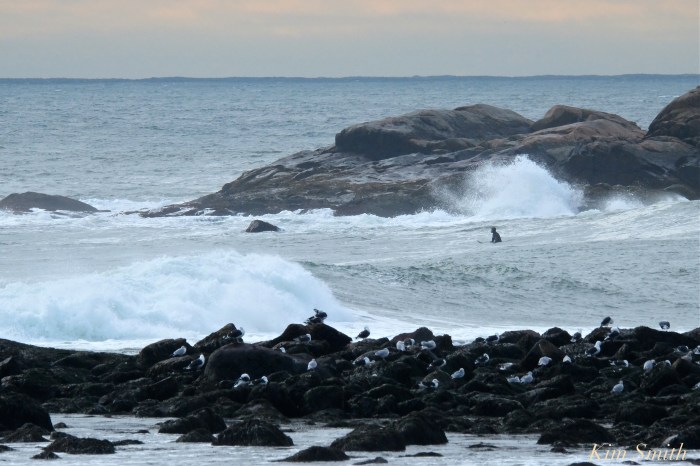 surfers-brace-cove-back-shore-gloucester-waves-copyright-kim-smith