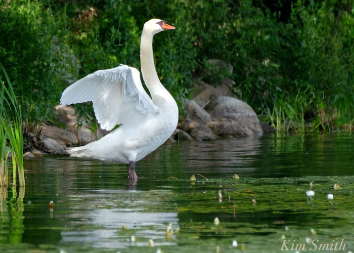 swan-outstretched-wings-niles-pond-coyright-kim-smith