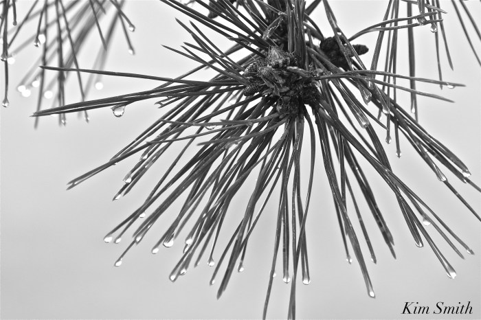 baby-pinecones-copyright-kim-smith