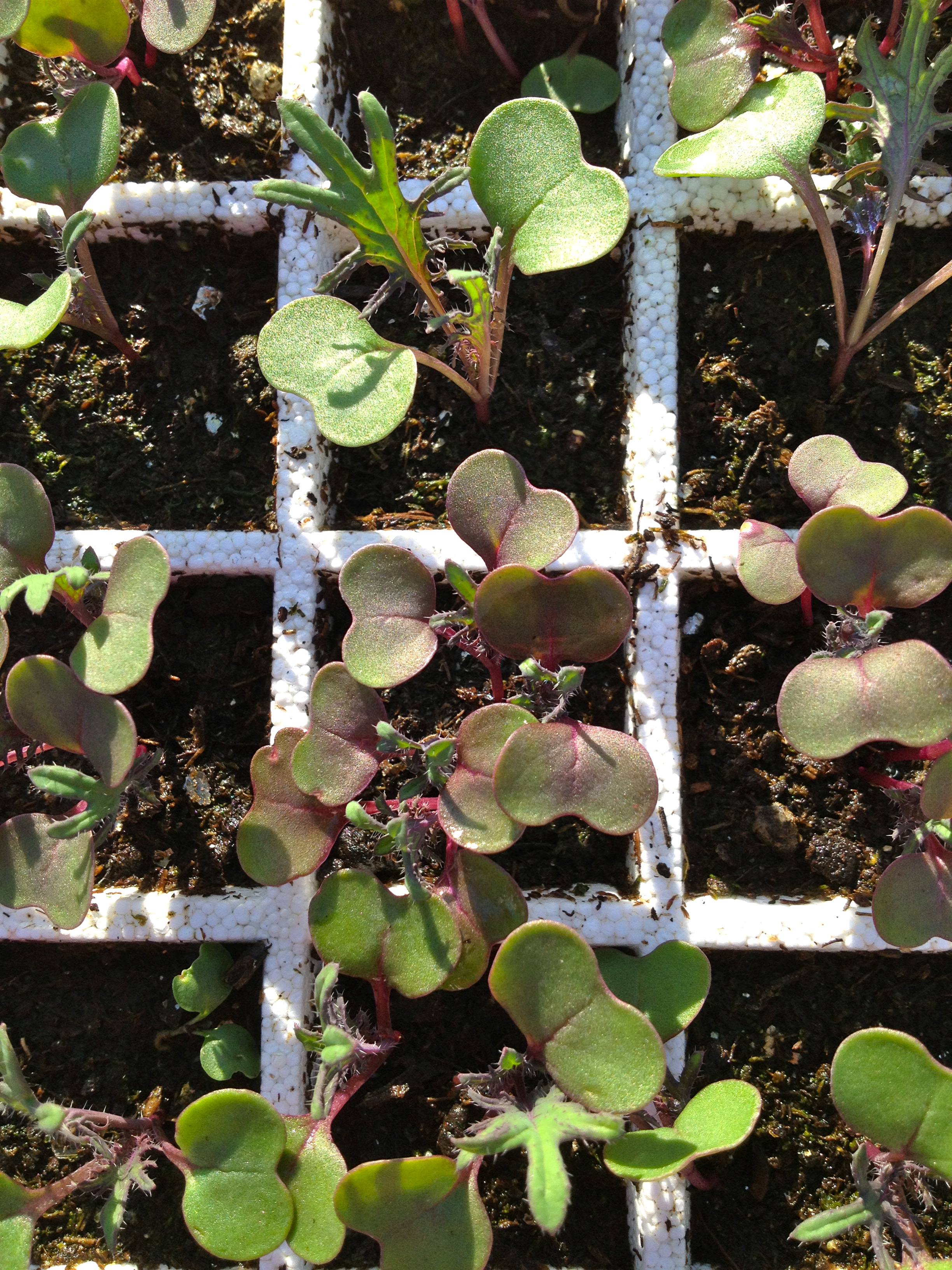 babykale