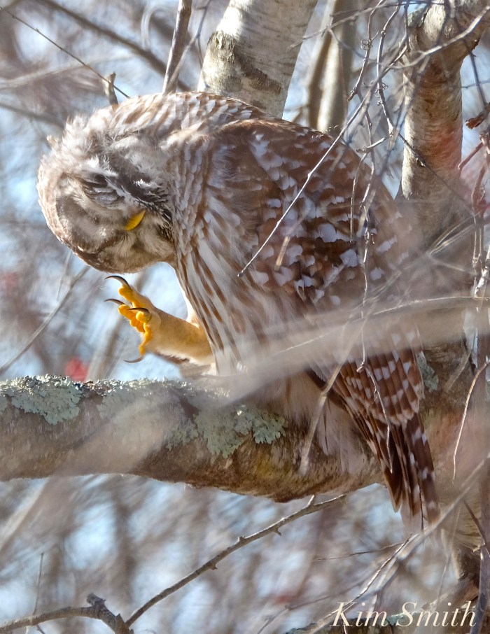 barred-owl-talons-copyright-kim-smith-copy