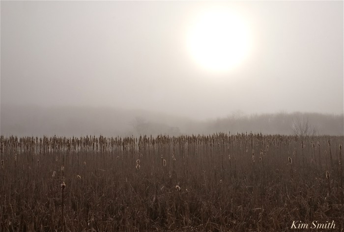 cattail-marsh-foggy-morning-copyright-kim-smith
