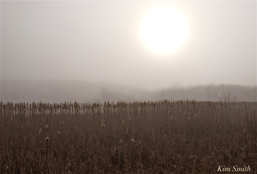 cattail-marsh-foggy-morning-copyright-kim-smith