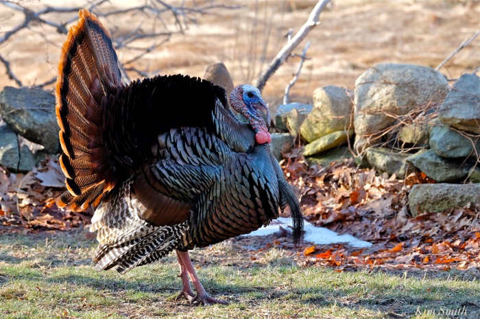 eastern-wild-turkey-male-gloucester-ma-1-copyright-kim-smith