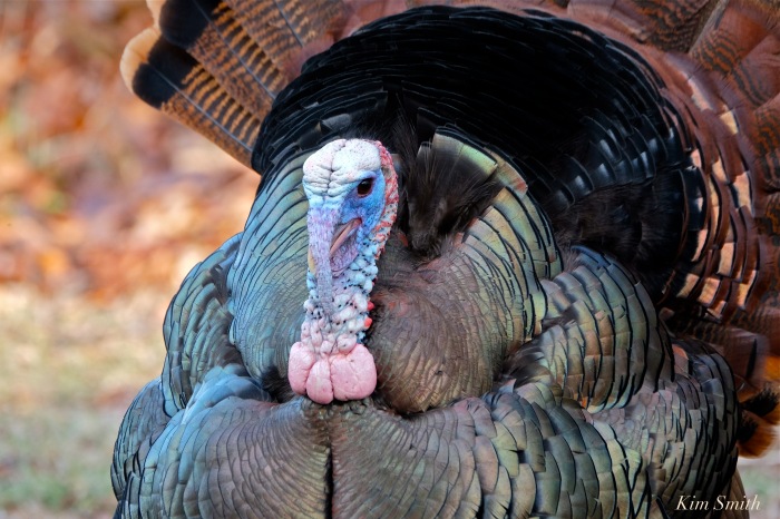 eastern-wild-turkey-male-gloucester-ma-copyright-kim-smith