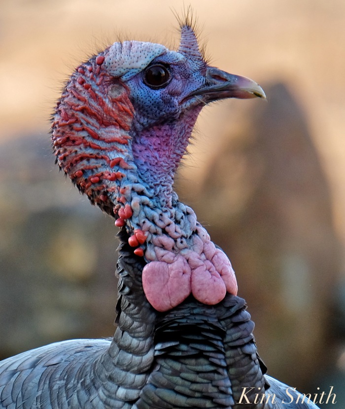 eastern-wild-turkey-male-snood-caruncles-gloucester-ma-2-copyright-kim-smith