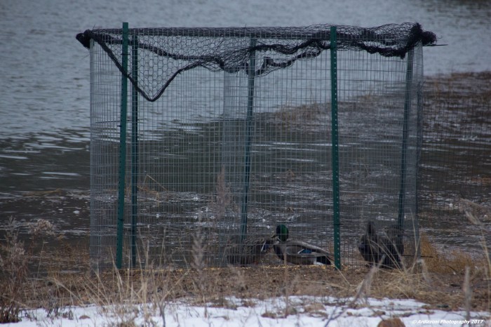 february-15-2017-why-in-the-net