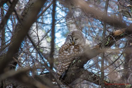 february-19-2017-barred-owl