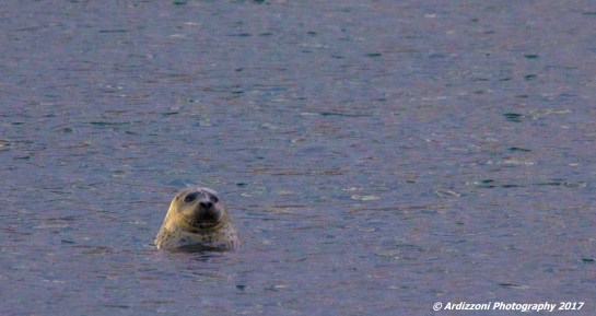 february-2-2017-a-cutie-at-the-state-pier