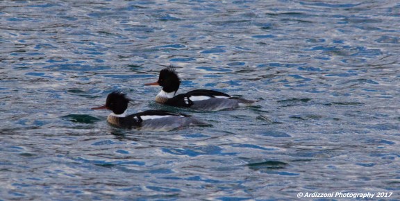 february-2-2017-pair-of-common-merganser