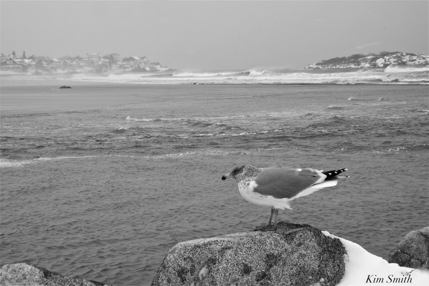 good-harbor-beach-gloucester-february-2017-snowstorm-copyright-kim-smith