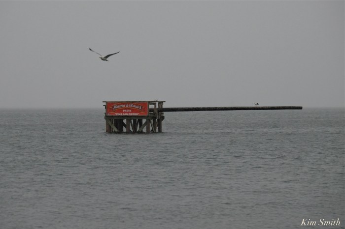 greasy-pole-winter-copyright-kim-smith