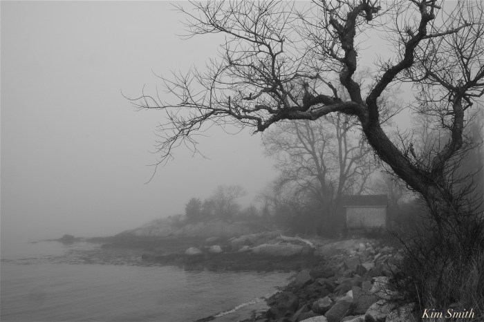 hoary-branched-cherry-tree-raymonds-beach-gloucester-copyright-kim-smith