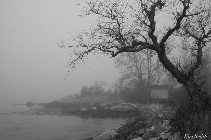 hoary-branched-cherry-tree-raymonds-beach-gloucester-copyright-kim-smith