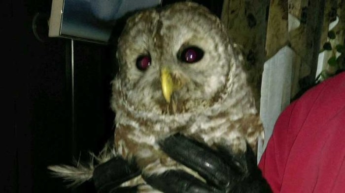 owl-flew-down-chimney-1487519927