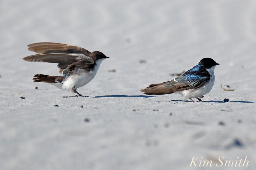 tree-swallows-gloucester-massachusetts-11-copyright-kim-smith