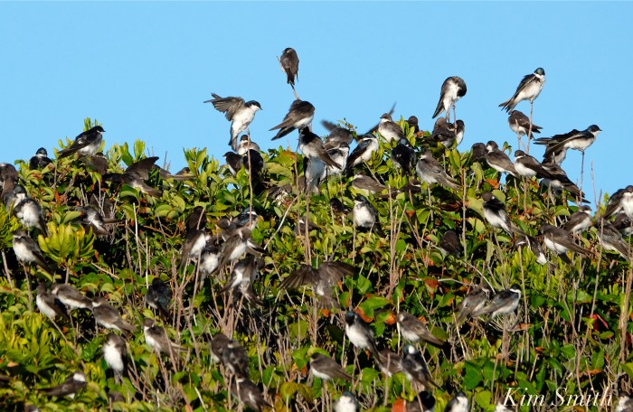 tree-swallows-gloucester-massachusetts-4-copyright-kim-smith