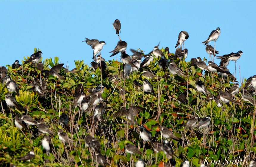 tree-swallows-gloucester-massachusetts-4-copyright-kim-smith