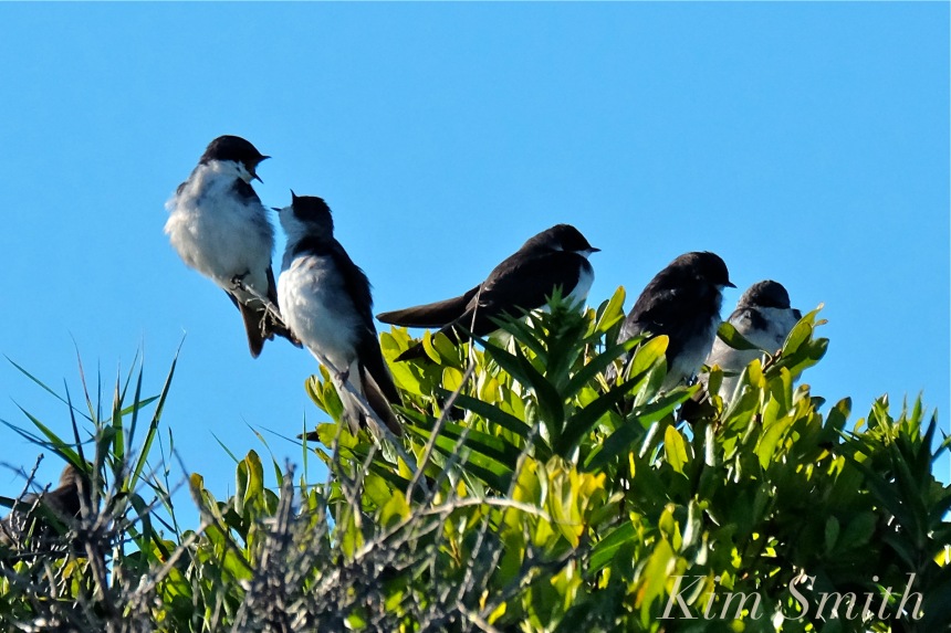tree-swallows-gloucester-massachusetts-5-copyright-kim-smith
