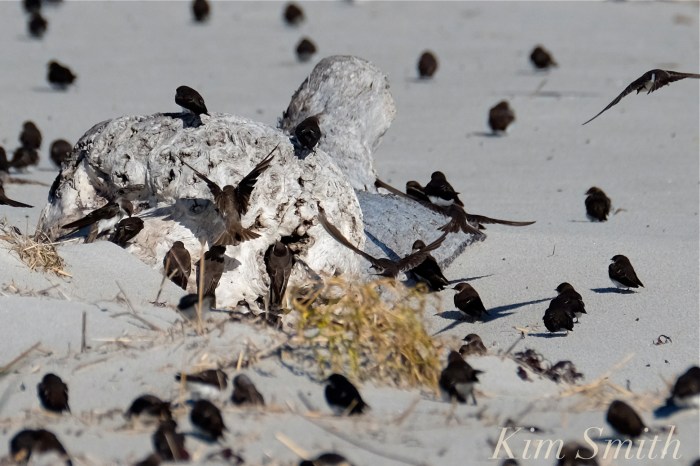 tree-swallows-gloucester-massachusetts-copyright-kim-smith
